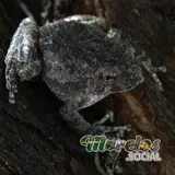 Hyla arenicolor