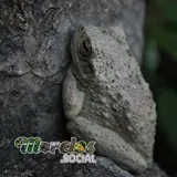 Hyla arenicolor descansando sobre una roca