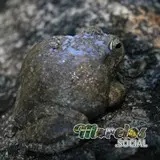 Hyla arenicolor toxina