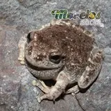 Hyla arenicolor