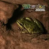 Hyla eximia sobre un tronco