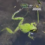 Hyla plicata - cuidando a sus huevos antes de nacer.
