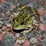 Rana de la especie Lithobates