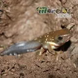 Renacuajo de rana de la especie 'Pachymedusa dacnicolor'
