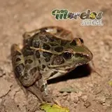 Rana de la especie 'Lithobates'