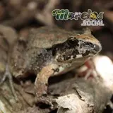 Rana de la especie 'Craugastor rugulosus' en su hábitat natural