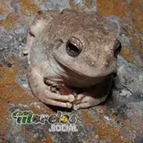 Hyla Arenicolor en Morelos - Una Captura Maestra