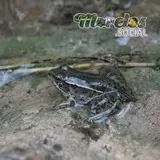 La Rana del Género Lithobates: Una Especie Presente en el Estado de Morelos, México