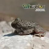 Ranas de Morelos
