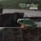 Rana de la especie 'Pachymedusa dacnicolor'