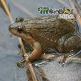 Rana de la especie 'Leptodactylus melanonotus'