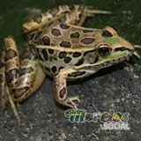 Rana de la especie 'Lithobates spectabilis'