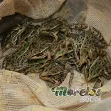 Ranas de las especies 'Lithobates Vaillanti' y 'Lithobates spectabilis'