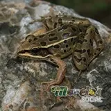 Rana de la especie 'Lithobates vaillanti'