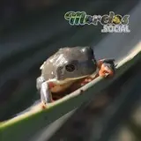 Rana de la especie 'Pachymedusa dacnicolor'