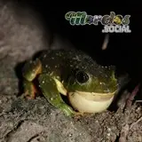 Una rana de la especie 'Pachymedusa dacnicolor' croando