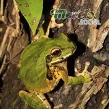 Una rana de la especie 'Smilisca baudinii chamela' posada sobre un tronco