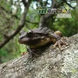Rana de la especie 'Smilisca baudinii' posada sobre un tronco
