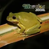 Rana de la especie 'Smilisca baudinii' posaba sobre la hoja de una caña de azucar
