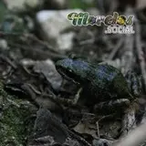 Rana de la especie 'Syrrophus nitidus' en su hábitat natural