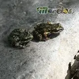 Ranas de la especie 'Syrrophus nitidus' macho y hembra, en su hábitat natural
