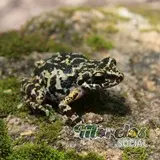 Rana hembra de la especie 'Syrrophus nitidus' en su hábitat natural
