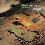 Rana de la especie 'Tlalocohyla picta' posada sobre un tronco