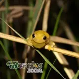 Rana amarilla de la especie Tlalocohyla smithii en su habitad natural