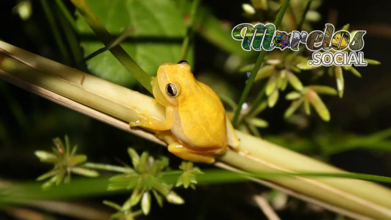 Rana de especie 'Tlalocohyla smithii'