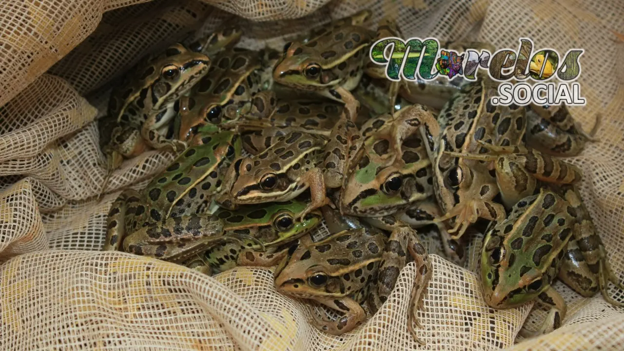 Ranas de las especies 'Lithobates Vaillanti' y 'Lithobates spectabilis'
