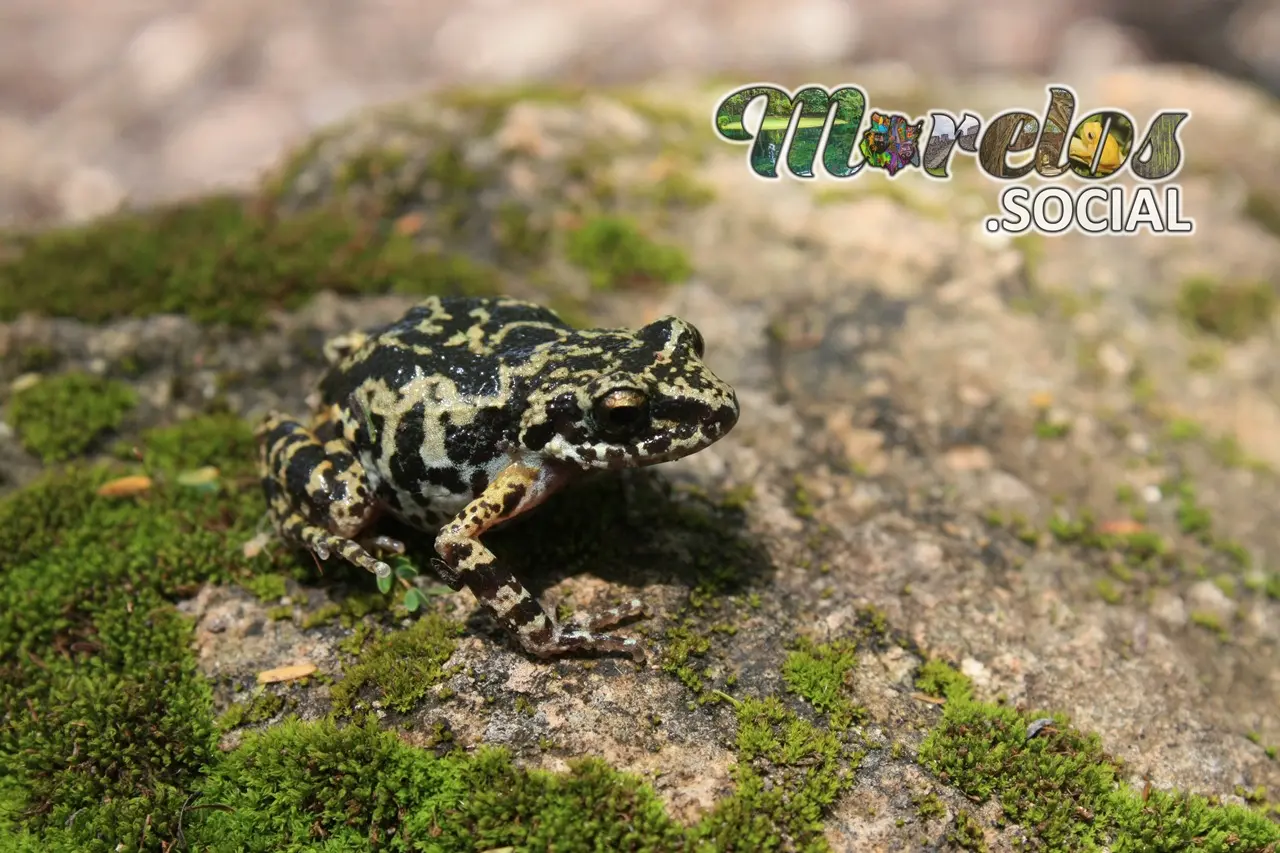 Rana hembra de la especie 'Syrrophus nitidus' en su hábitat natural