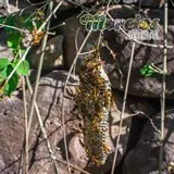 Panal de guachichilas en la zona arqueológica de Chimalacatlán