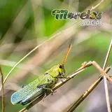 Saltamontes perezoso (Taeniopoda stali) - Nativo de la sierra de Huautla