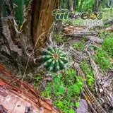 Cactacea de la Selva Baja Caducifolia en la zona arqueologica de Chimalacatlán