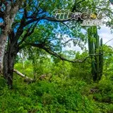 Naturaleza a los alrededores de la zona arqueológica de Chimalacatlán