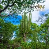 Selva baja caducifolia, ecosistema que predomina en Chimalacatlán.