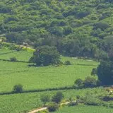 El amate Amarillo del campo el Ajal en Alejandra, Tlaltizapán.