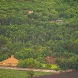 Fotografia de las estacas fuerte Bambú.