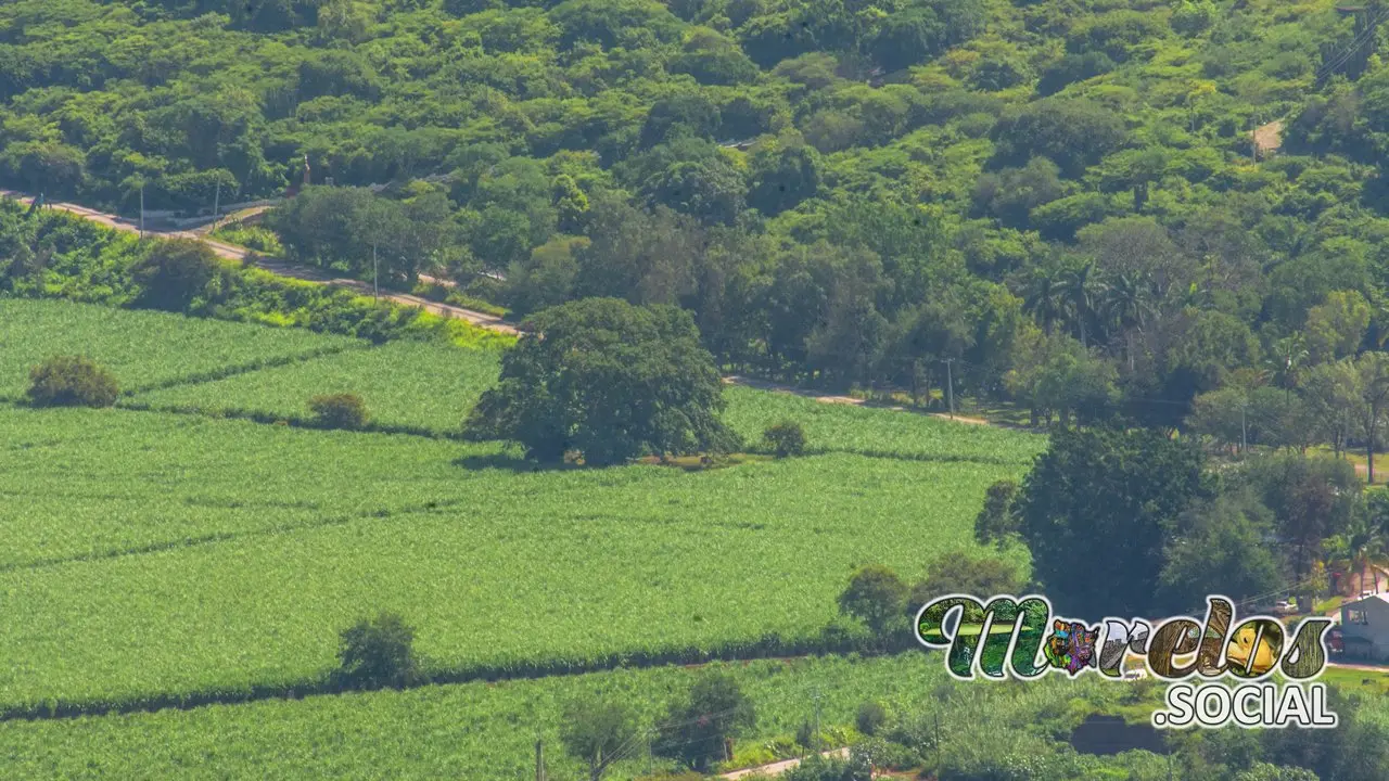 El amate Amarillo del campo el Ajal en Alejandra, Tlaltizapán.