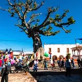 Árbol central en el centro de Tlayacapan.