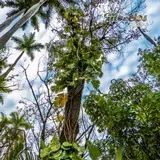 Paisajes con vegetación tropical podrás encontrar en Las Estacas de Tlaltizapán, Morelos