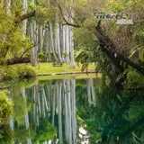 Enormes palmeras reflejadas sobre el rio de Las Estacas en Tlaltizapán, Morelos