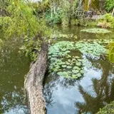 Flora acuatica, lirios sobre el lago de Las Estacas