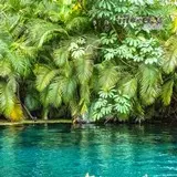 Bonitos helechos a la orilla del río azul de Las Estacas