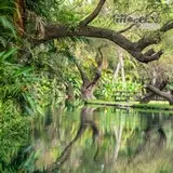 Un paisaje de fantasía en la colonia Alejandra de Tlaltizapán, Morelos