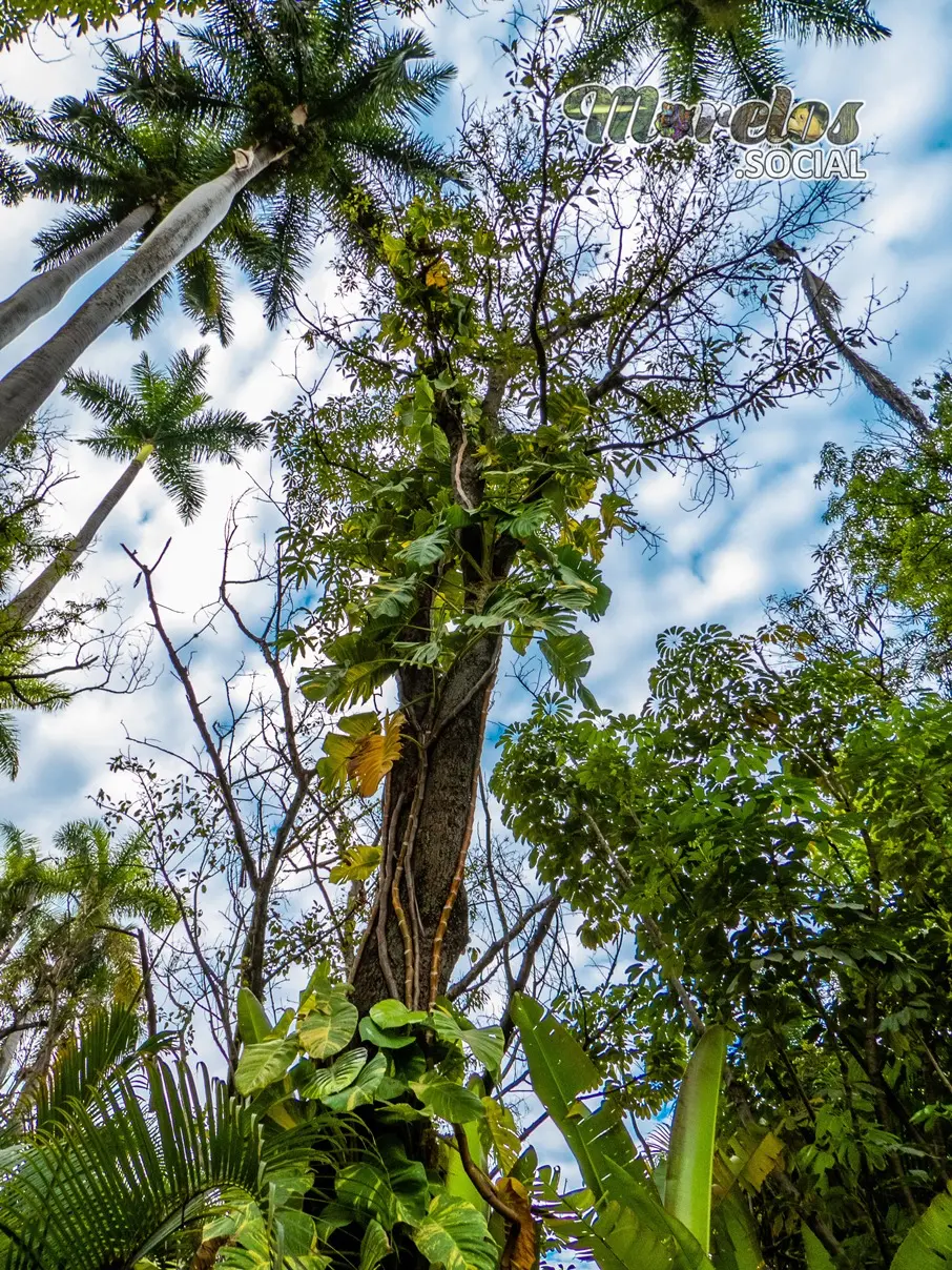 Paisajes con vegetación tropical podrás encontrar en Las Estacas de Tlaltizapán, Morelos