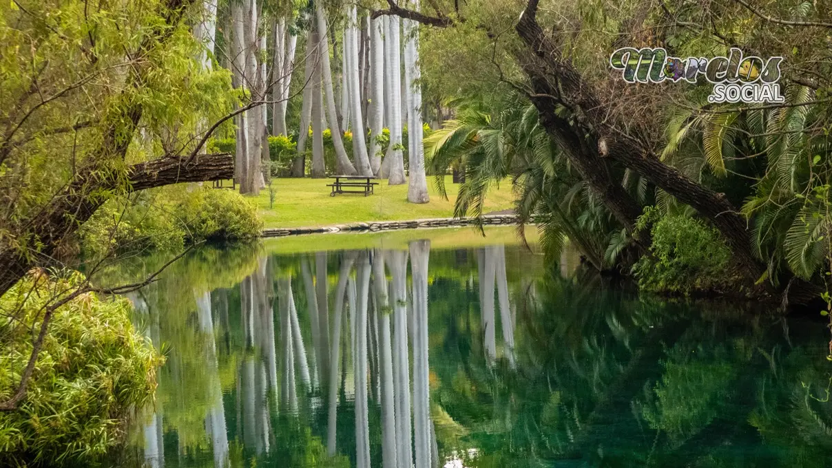 Enormes palmeras reflejadas sobre el rio de Las Estacas en Tlaltizapán, Morelos
