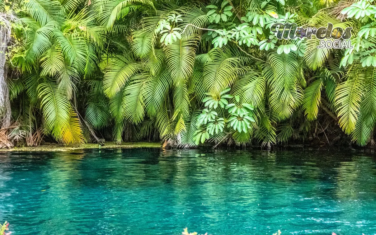 Bonitos helechos a la orilla del río azul de Las Estacas