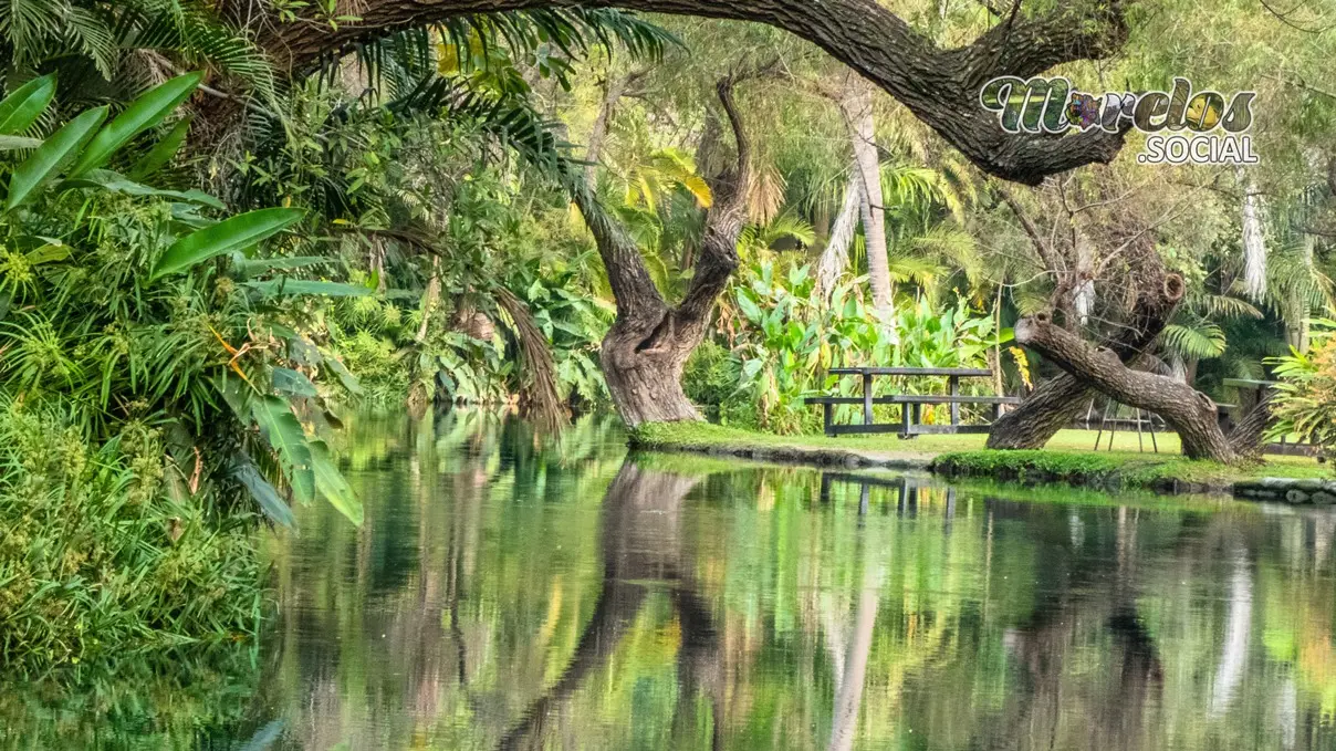Un paisaje de fantasía en la colonia Alejandra de Tlaltizapán, Morelos
