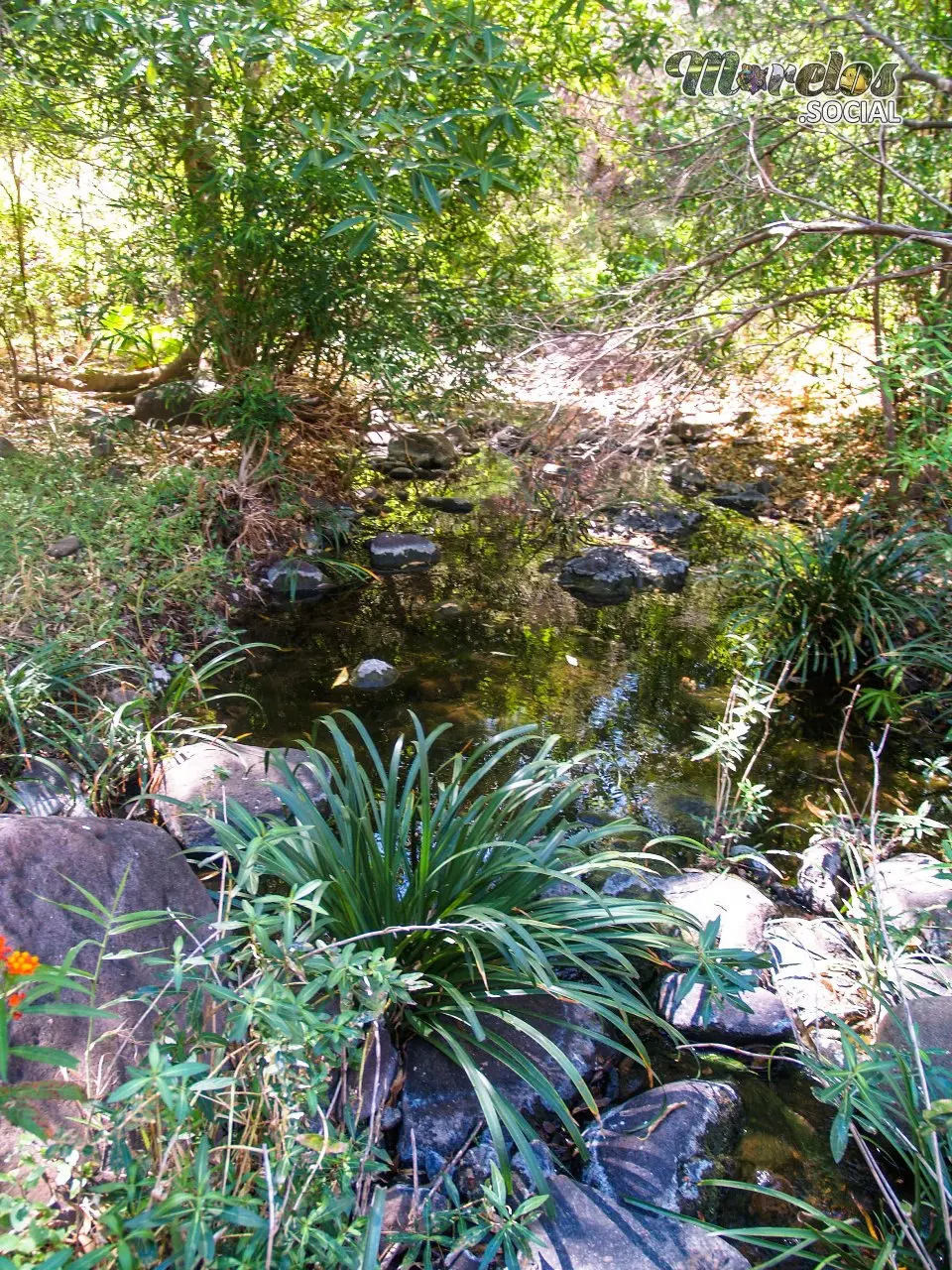 Naturaleza viva dentro de la Sierra de Huautla en Tlaquiltenango, Morelos